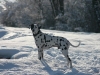 Max sulla neve